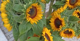 Słonecznik ozdobny odmiana profesjonalna.