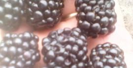 Jeżyna Thornfree BIO kultura na sprzedaż Dzienna produkcja 300-500kg