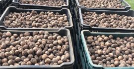 Sprzedam orzechy naturalne niemyte nie kalibrowane z Rumunii..ilość 7