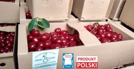 Polskie wiśnie. Najlepsza jakość i duży rozmiar. Zbiór ręczny.