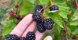 Mure bio, więc Thornfree