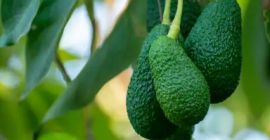 Jesteśmy zarejestrowaną firmą w Kenii zajmującą się różnymi owocami