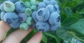 Sprzedam owoce borówki amerykańskiej z własnej plantacji. Owoce duże