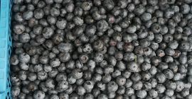 Sprzedam borówkę amerykańską .Duke,Bluecrop. Możliwość pakowania w panetki i