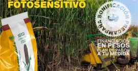 Silero sorgo agri002E do sadzenia producent agricomseeds kontakt z