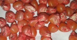 Nasiona kukurydzy do sadzenia Dystrybutor firmy Agricomseeds w Peru,