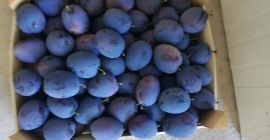 Eksportuj dodatkową jakość +38165 3875 233 Viber, Whatsapp