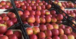 Firma Fruit TF zajmująca się exportem owoców i warzyw,