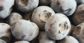 Sprzedam borówkę amerykańską, różne odmiany. Uprawiana bez oprysków i