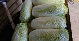 Witam. Sprzedam kapustę pekińską . Kaliber 0,4-1,6. Cena do