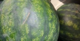 Sprzedam arbuzy Sorrento od 7 do 12 kg, bardzo