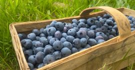Sprzedam borówkę amerykańską z rodzinnej plantacji. Owoce ekologiczne nie