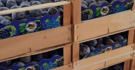 Sprzedaję czarne śliwki, aby uzyskać więcej informacji, napisz do