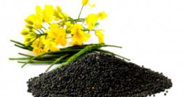 Gospodarstwo &quot;Drużba&quot; Sprzedaje świeży plon rzepaku 1500t. 630 euro