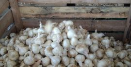 Fioletowy czosnek pedroñeras Seed. WhatsApp, aby uzyskać więcej informacji