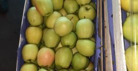 Witam. Sprzedam jabłko Golden Delicious. Pakowane w drewniane skrzynki
