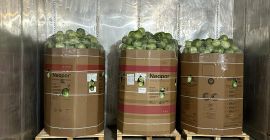 Oferujemy kapustę białą w kartonach, workach oraz w skrzynkach