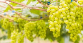 Zdrowe winogrona na wino z wysoką zawartością cukru na