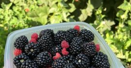 Jakość Mure 1 superior Bacau, Rumunia Sposób dostawy w