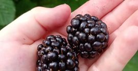 Sprzedam jeżyny szczepione Thornfree, prosto z plantacji. Sprzedawany jest