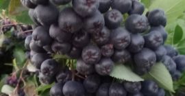 Sprzedam świeże owoce aronii. Uprawiam go na ekologicznie czystym