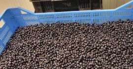 Sprzedam jagody slovakia Phone number +421911669130