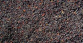 Rzepak ozimy. Ukraina. Rok zbiorów 2022 Masa partii wynosi