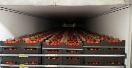 Oferujemy na eksport tirowe ilości pomidora czerwonego. Kaliber, kolor i ceny do uzgodnienia .