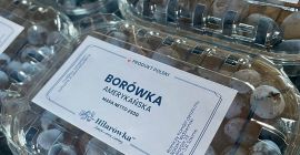 Sprzedam borówkę amerykańską. Świeżo zbierana. Dowozimy towar po ustaleniu