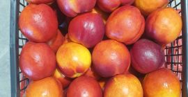nectarine ,piersici prune ,pere ,gutui la pret de producator din GRECIA tessaloniki contact anghelosgogot07@gmail.com