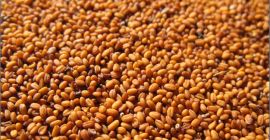 Nasza firma SEEDMARKET LLC, z siedzibą w Moskwie, Rosja,