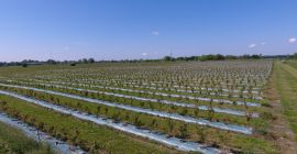 Ukraińska firma rolnicza „Eco Park” została założona w 2015