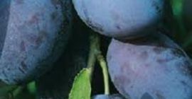 Sprzedam śliwki odmiany AUGUST DELIGHT, BLUE MOON, GROSSA DI