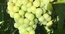 Sprzedam winogrona stołowe Chasselas oraz winogrona do produkcji wina