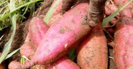 Complete Farmer oferuje wysokiej jakości świeże słodkie ziemniaki pozyskiwane