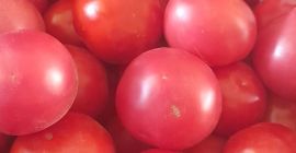 Sprzedam pomidory gruntowe ,cena 4 zł za kg.Tylko odbiór