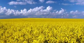 Nasza firma &quot;MEGABUD&quot; (Ukraina) jest gotowa zaoferować Państwu współpracę