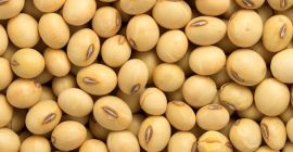 Jesteśmy masowymi eksporterami i dostawcami Bénin Soybean (NON GMO).