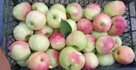 Sprzedaję ekologiczne owoce i warzywa: jabłka, suszone śliwki, paprykę,