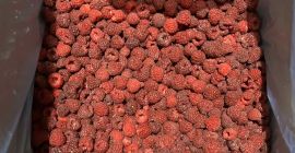 Mjedra Mapema, Polka
