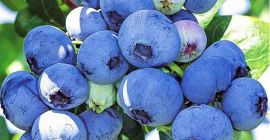 Sprzedam borówkę gorszej jakości odmiana bluecrop, (odrzuty z eksportu)
