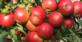 sprzedam jabłka ekologiczne z certyfikatem.    Zbiór od września IX.    Prosze o kontakt telefoniczny