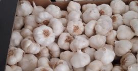 Pulchna, gruba, jasna skóra, cała i mocna konsystencja. Czosnek
