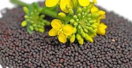 Rzepak jakość hjihger od 2022 Ukraina 1000 ton natychmiast