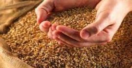 Drogi potencjalnym kliencie, jesteśmy najlepszymi producentami i dostawcami ziarna