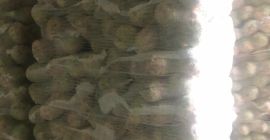 Poszukujemy firm chętnych do pośredniczenia w sprzedaży białej kapusty.