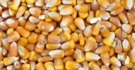KUKURYDZA sucha (do14%) bez GMO big bagi po 1t