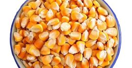 Eksporter zboża luzem Suszona kukurydza Cena hurtowa Suszona kukurydza