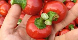 Papryka czereśniowa cherry. Wysoka jakość. Ilości hurtowe. Zapraszam do