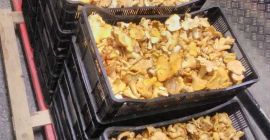 Sprzedaję grzyby leśne: kurki, borowiki, czarne trufle i inne.